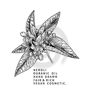 Hand drawn neroli branch. Vector floral engraved illustration. Cosmetic and medical essential oil. Citrus orange blossom