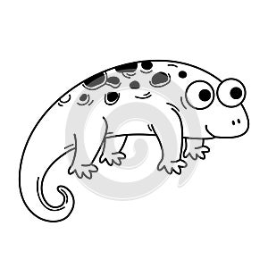 Hand drawn newt character illustration