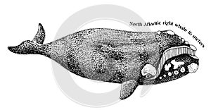 Hand drawn North Atlantic right whale
