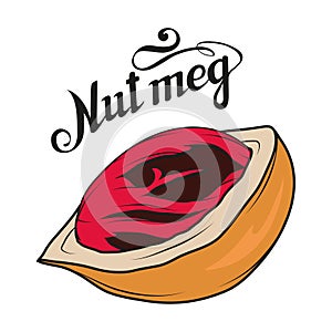 Hand drawn nutmeg powder, spicy ingredient, nutmeg logo, healthy organic food, spice nutmeg isolated on white background, culinary