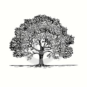 Hand drawn oak tree. Ink black and white drawing.