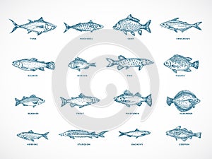 Hand Drawn Ocean or Sea and River Fish Illustration Bundle. A Collection of Salmon and Tuna or Pike and Anchovy, Herring