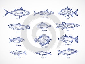 Hand Drawn Ocean, Sea, River and Lake Fishes Set. A Collection of Salmon and Tuna or Pike and Anchovy, Herring, Trout