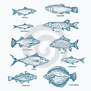 Hand Drawn Ocean or Sea and River Ten Fishes Set. A Collection of Salmon and Tuna or Pike and Anchovy, Herring, Trout