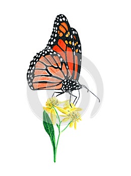 Hand drawn oil pastel painting of orange monarch butterfly on yellow flowers, Danaus plexippus