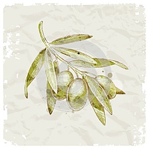 Hand drawn olive branch