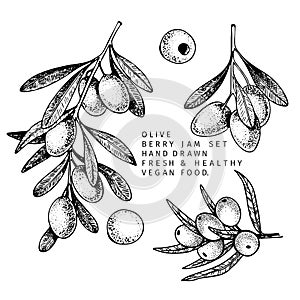 Hand drawn olive branch, leaf and berry. Engraved vector illustration. Oil agriculture plant. Summer harvest, cosmetic