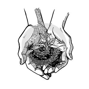 Hand drawn open palms with sprout. Black and white vintage hands. Vector sketch photo