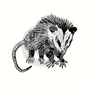 Hand drawn opossum Didelphis virginiana. Ink black and white drawing.