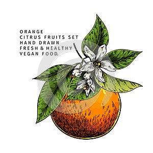 Hand drawn orange fruit and blossom. Engraved vector illustration. Sweet citrus exotic plant. Summer harvest, jam or