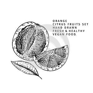 Hand drawn orange fruit and leaf. Engraved vector illustration. Sweet citrus exotic plant. Summer harvest, jam or