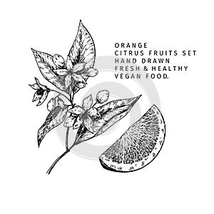 Hand drawn orange fruit and leaf. Engraved vector illustration. Sweet citrus exotic plant. Summer harvest, jam or marmalade vegan