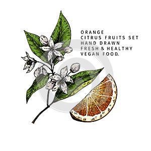 Hand drawn orange fruit slice and blossoming branch. Engraved vector illustration. Sweet citrus exotic plant. Summer