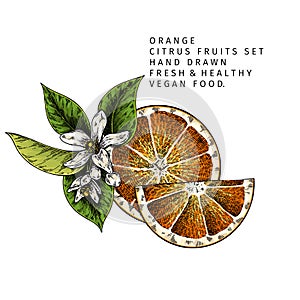 Hand drawn orange fruit slices and blossom. Engraved vector illustration. Sweet citrus exotic plant. Summer harvest, jam