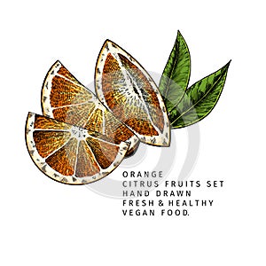 Hand drawn orange fruit slices and leaf. Engraved vector illustration. Sweet citrus exotic plant. Summer harvest, jam or