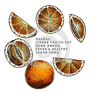 Hand drawn orange fruit whole and sliced. Engraved vector illustration. Sweet citrus exotic plant. Summer harvest, jam