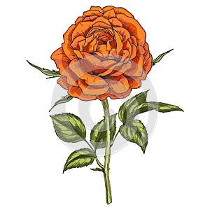 Hand drawn orange rose flower isolated on white background. Botanical illustration