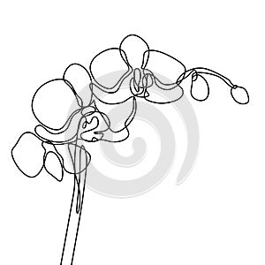 Hand drawn orchid flower. One line drawing continuous illustration vector. Minimalist art design of minimalism on white background