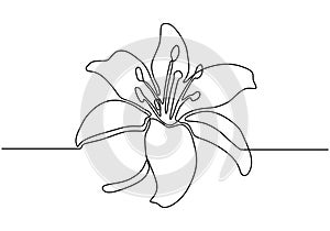 Hand drawn orchid flowers. Continuous One line drawing. Minimalist art vector minimalism