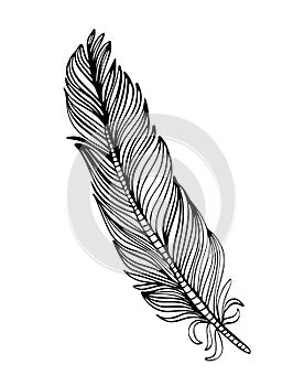 Hand drawn ornamental feather, line art, zentangle inspired illustration