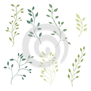 Hand drawn ornate branches with leaves. Vector