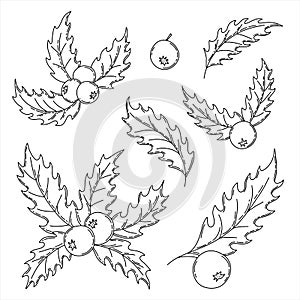 Hand drawn outline mistletoe holly berries and leaves. Merry christmas mistletoe set