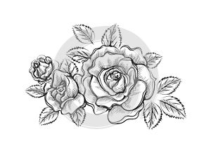 Hand drawn outline roses sketch