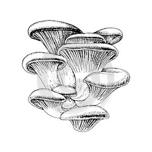 Hand drawn oyster mushrooms.
