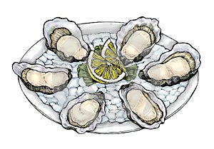 Hand drawn oyster salt-water bivalve platter