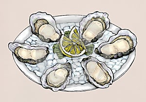 Hand drawn oyster salt-water bivalve platter illustration