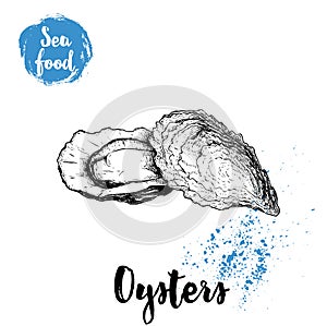 Hand drawn oysters composition. Seafood sketch style illustration. Fresh marine mollusks in closed and opened shells.