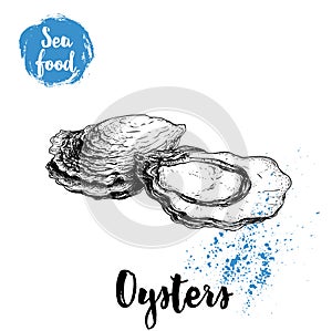 Hand drawn oysters composition. Seafood sketch style illustration. Fresh marine mollusks in closed and opened shells.