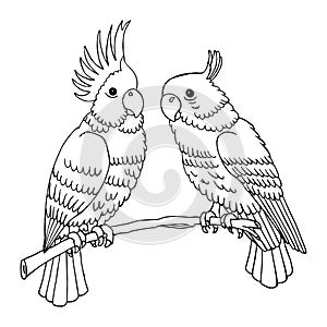 Hand drawn pair of parrots on a tree branch, line art, black outline. Sketch for coloring