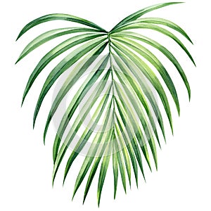Hand drawn Palm leaves, tropical green plant on isolated white background, Watercolor botanical illustration.