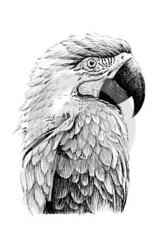 Hand drawn parrot portrait, sketch graphics monochrome illustration