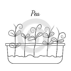 Hand drawn pea micro greens. Vector illustration in sketch style isolated on white background.