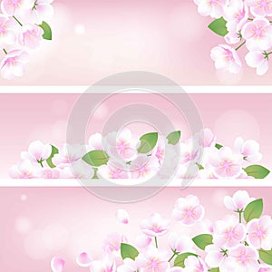 Hand drawn peach blossom sakura white flowers botanical decorative illustration, pink gradient vector background banner