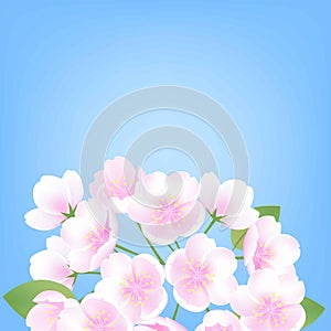 Hand drawn peach blossom sakura white flowers plant blue background vector illustration