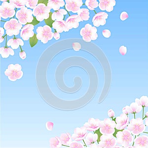 Hand drawn peach blossom sakura white flowers plant blue background vector illustration, invitation