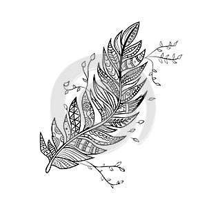 Hand drawn peacock feather. Vector vintage ethnic feather. Zentangle feathers.Stylized feather on a white background.