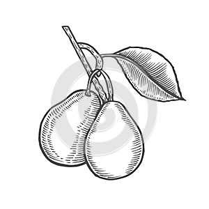 Hand drawn pear branch.