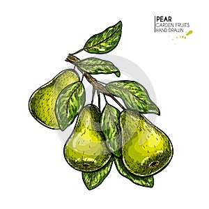 Hand drawn pear branch. Vector colored engraved illustration. Juicy natural fruit. Food healthy ingredient. For cooking