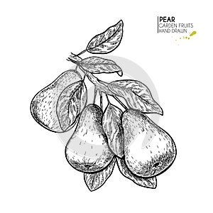 Hand drawn pear branch. Vector engraved illustration. Juicy natural fruit. Food healthy ingredient. For cooking