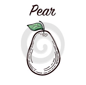 Hand drawn pears illustration isolated on white background