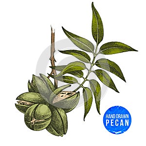 Hand drawn pecan nuts