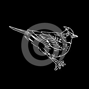 Hand-drawn pencil graphics, lark, sparrow, nightingale blackbird
