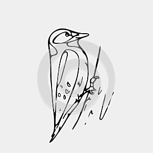 Hand-drawn pencil graphics, small bird, starling, woodpecker