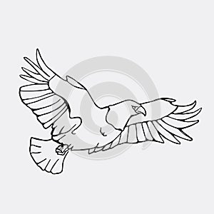 Hand-drawn pencil graphics, vulture, eagle, osprey, falcon, hawk