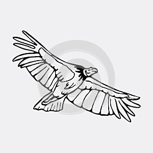 Hand-drawn pencil graphics, vulture, eagle, osprey, falcon, hawk