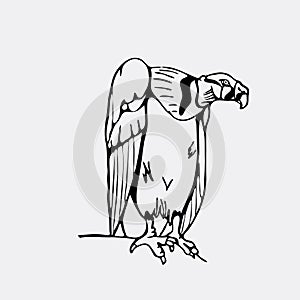 Hand-drawn pencil graphics, vulture, eagle, osprey, falcon, hawk
